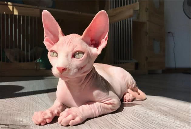 这几种猫咪，要养上一只，才能不留遗憾