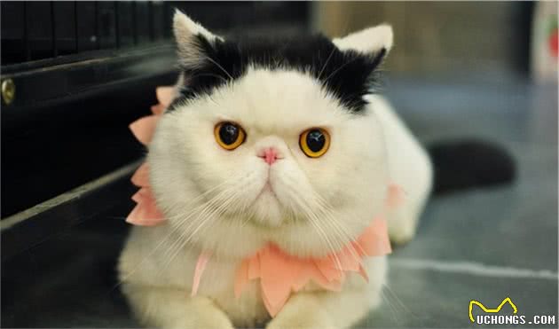 这几种猫咪，要养上一只，才能不留遗憾