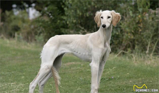 这些狗狗才是妥妥的大长腿，中国犬种也榜上有名