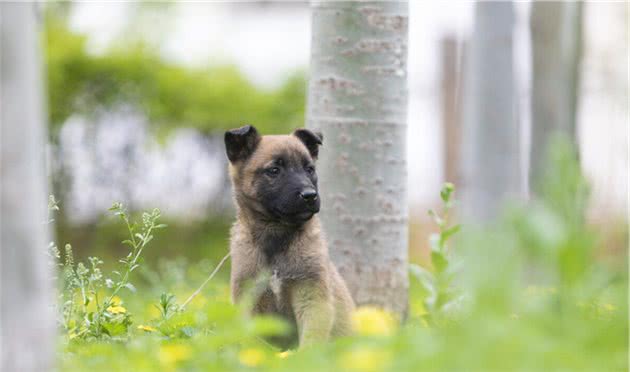 马犬幼犬有眼屎