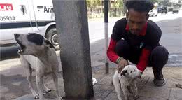 母犬当街嘶吼，脚下躺着奄奄一息的小奶狗，它在求救