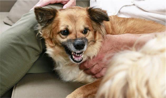 小型犬里面很凶，很爱咬人的6种狗狗，别惹它们