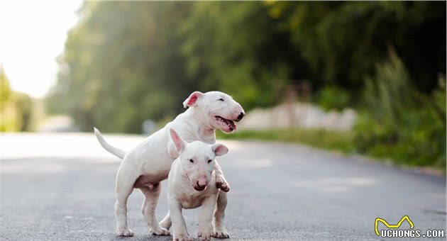 小型犬里面很凶，很爱咬人的6种狗狗，别惹它们