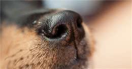 狗狗嗅闻原来还会影响大脑，带你了解狗狗嗅闻的5大好处