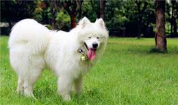 萨摩耶犬一生中的五个阶段，你陪伴它了吗？
