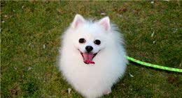 如果狗狗有下面5种行为，不要放纵，最好发现就教育