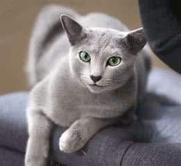 很会撩！帅气蓝猫面带微笑还眨眼网暴动：猫界彭于晏