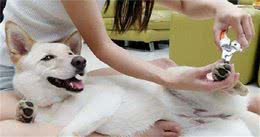 不给狗狗剪指甲？这4个后果很严重，劝你要三思