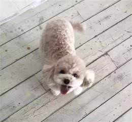泰迪的智商到底有多高?网友:几乎是无障碍交流!