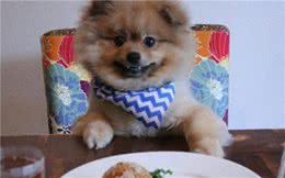 博美犬可以吃哪些水果？对身体有什么好处？