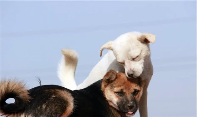 狗狗也能一夫一妻？