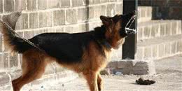 狗狗护食太厉害怎么办？教你一招搞定