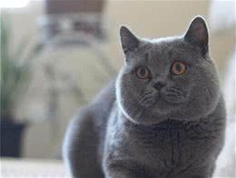 蓝猫太肥了怎么减肥？