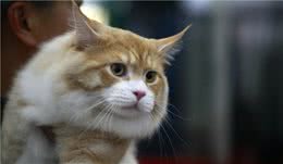 为什么人们对猫的容忍度那么高，而对狗却这么严厉残酷？