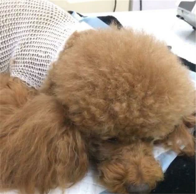 狗狗难产主人用催产素治疗，注射3针后狗狗疼痛尖叫全身发抖