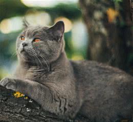 英国短毛猫的四大缺点你都能接受吗？第一点既是优点也是缺点