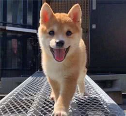 柴犬嘴巴有异味！我该怎么治理这个口臭大王？