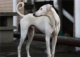 哮天犬—中国细犬，为何现在养的人越来越少？