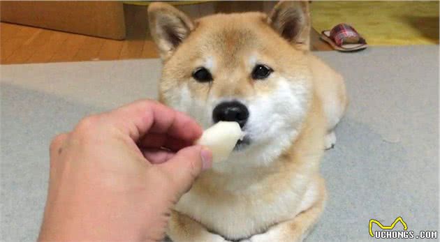 最适合狗狗吃的6种水果，不仅美味还能让狗狗越吃越健康