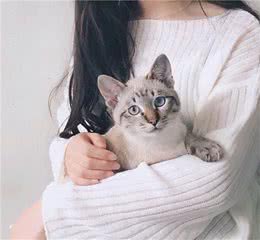 初次养猫选这6种，不仅亲人好养，还不易生病
