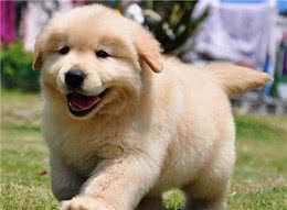 饲养幼犬时，主人不要犯这6大错误，对它太伤了