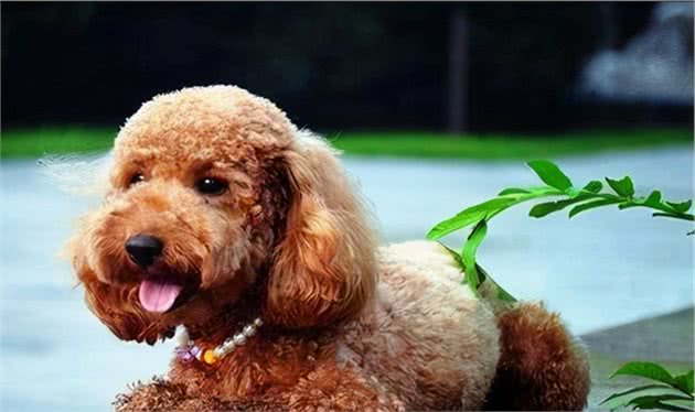 养狗不选“母犬”的四个原因，你后悔了吗？