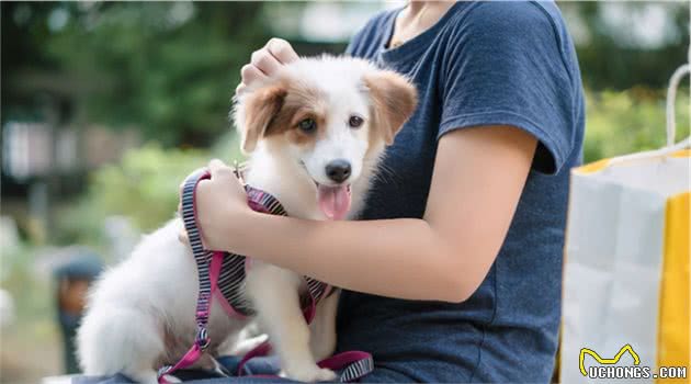 养狗不选“母犬”的四个原因，你后悔了吗？
