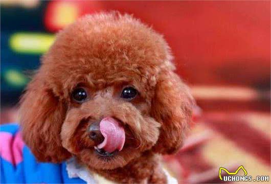 贵宾犬舔这5个地方，代表不同的意思，你知道几个？