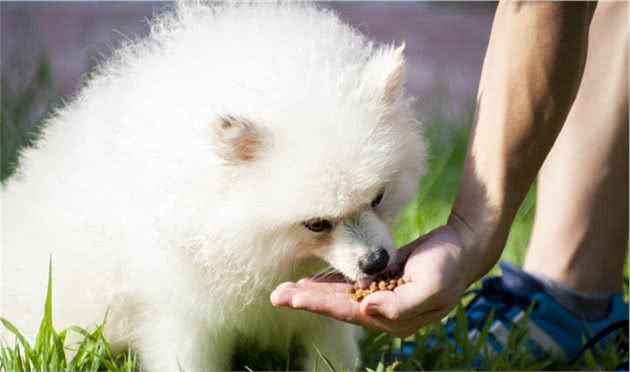 养宠分享：宠物狗感冒了怎么办