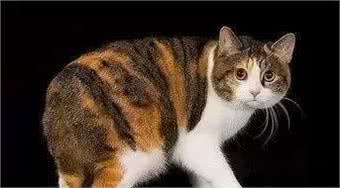 长得与众不同的那些猫，你喜欢哪一只？