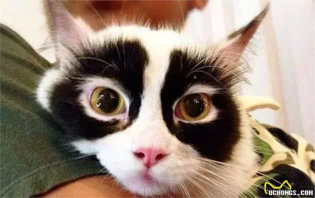 长得与众不同的那些猫，你喜欢哪一只？