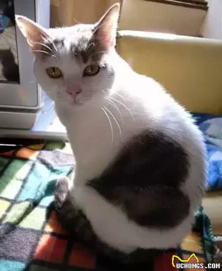 长得与众不同的那些猫，你喜欢哪一只？