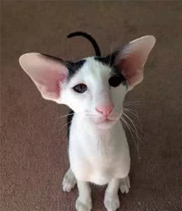 长得与众不同的那些猫，你喜欢哪一只？