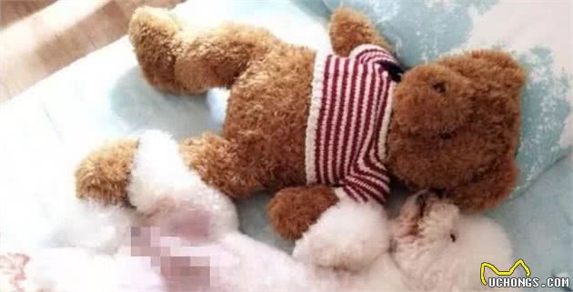 原来比熊愿意给你摸肚子，暗含了这些秘密