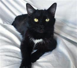 母猫每天都来家门喵喵叫，家人笑称，它其实是来面试的