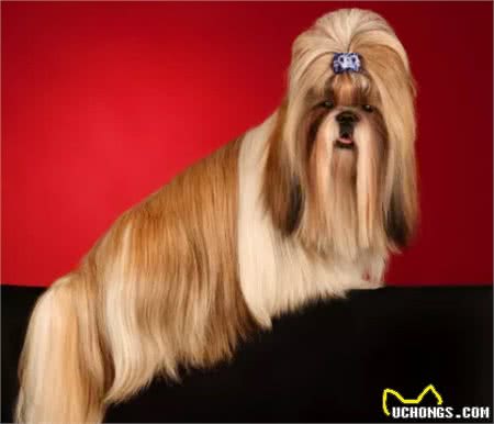 我国在世界上的知名犬种（一）