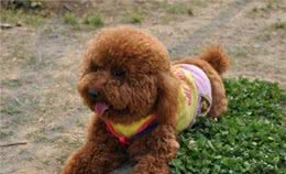 泰迪犬运动量不大，也不能用这几个方式遛狗，伤害很大