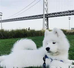 世界名犬NO:31温柔可爱的＂大白熊犬＂雪地中的精灵.