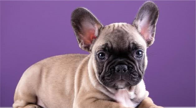 世界名犬NO:53英国＂斗牛犬＂，长相憨厚老实，性格安静