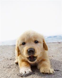 狗狗最害怕的三件事，狗狗那么可爱，千万不要用它们吓唬它！