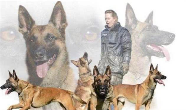 自从养了马犬后，觉得其他狗都“弱爆”了