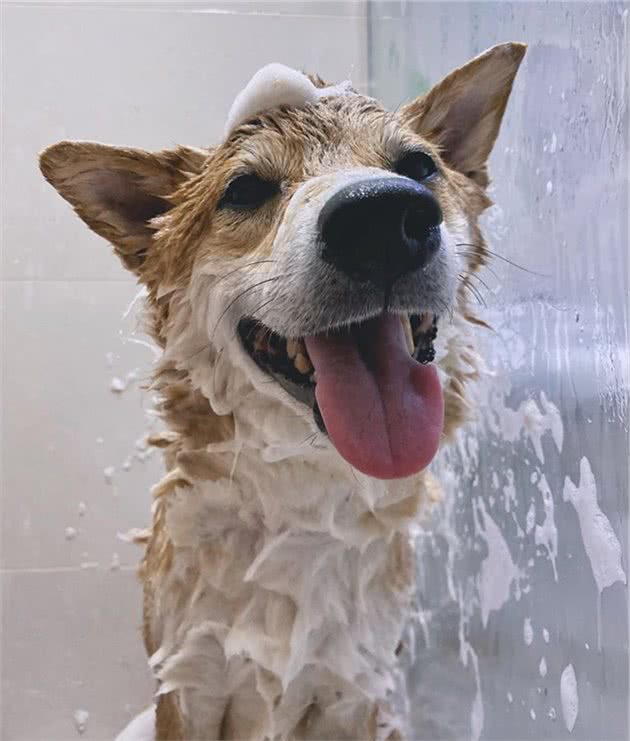 主人给四只柴犬洗澡，在五个小时以后，家里的浴室就变了个样子