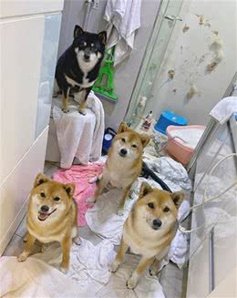 主人给四只柴犬洗澡，在五个小时以后，家里的浴室就变了个样子