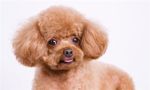 如何训练不听话的泰迪犬