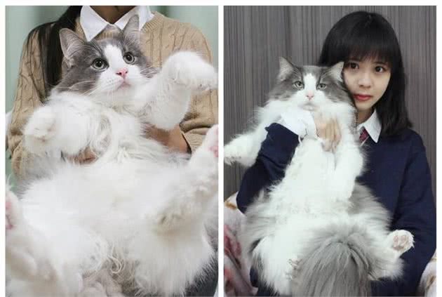 如果要养猫，一定要试试布偶猫，不会让你失望的