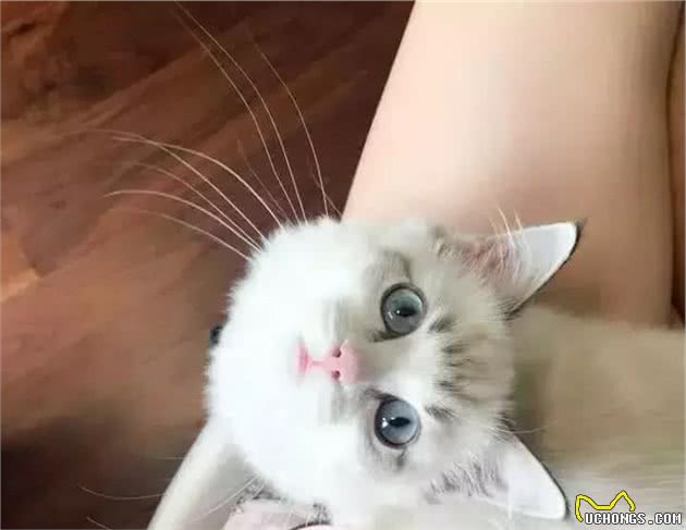 如果要养猫，一定要试试布偶猫，不会让你失望的