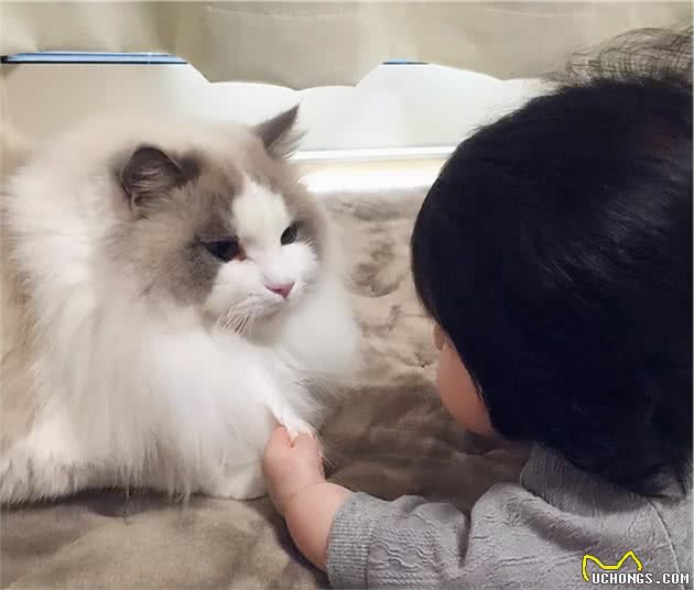 如果要养猫，一定要试试布偶猫，不会让你失望的