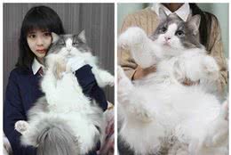 如果要养猫，一定要试试布偶猫，不会让你失望的