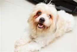 狗狗受伤该怎么处理