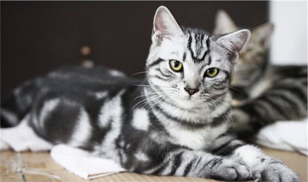 美国短毛猫的6大“优点”，养过的人表示不想换猫了